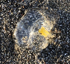Cyclosalpa affinis
