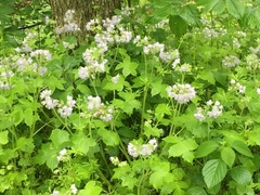 Hydrophyllum appendiculatum