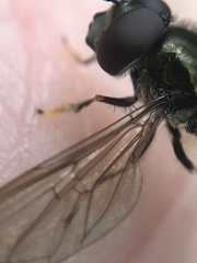 Platycheirus albimanus