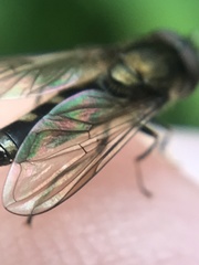 Platycheirus albimanus