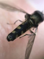 Platycheirus albimanus