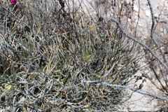 Hechtia glomerata
