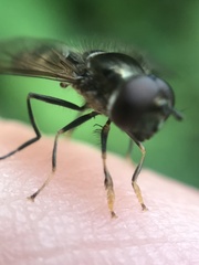 Platycheirus albimanus