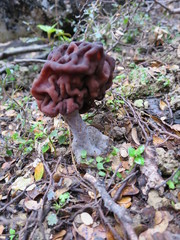 Gyromitra tasmanica image