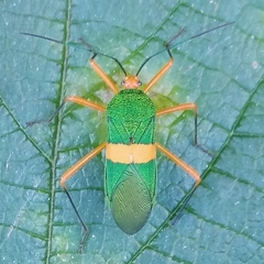 Paryphes