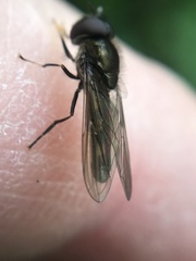 Platycheirus albimanus