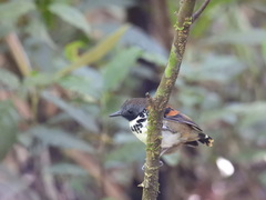 Hylophylax naevioides