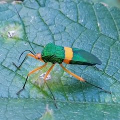 Paryphes