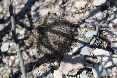 Coryphantha nickelsiae