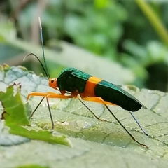 Paryphes