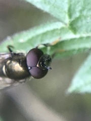 Platycheirus albimanus