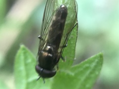Platycheirus albimanus