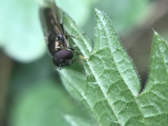 Platycheirus albimanus