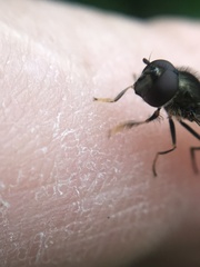 Platycheirus albimanus