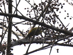 Vireolanius pulchellus