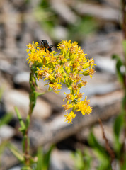 Solidago chilensis