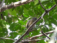 Myiopagis gaimardii