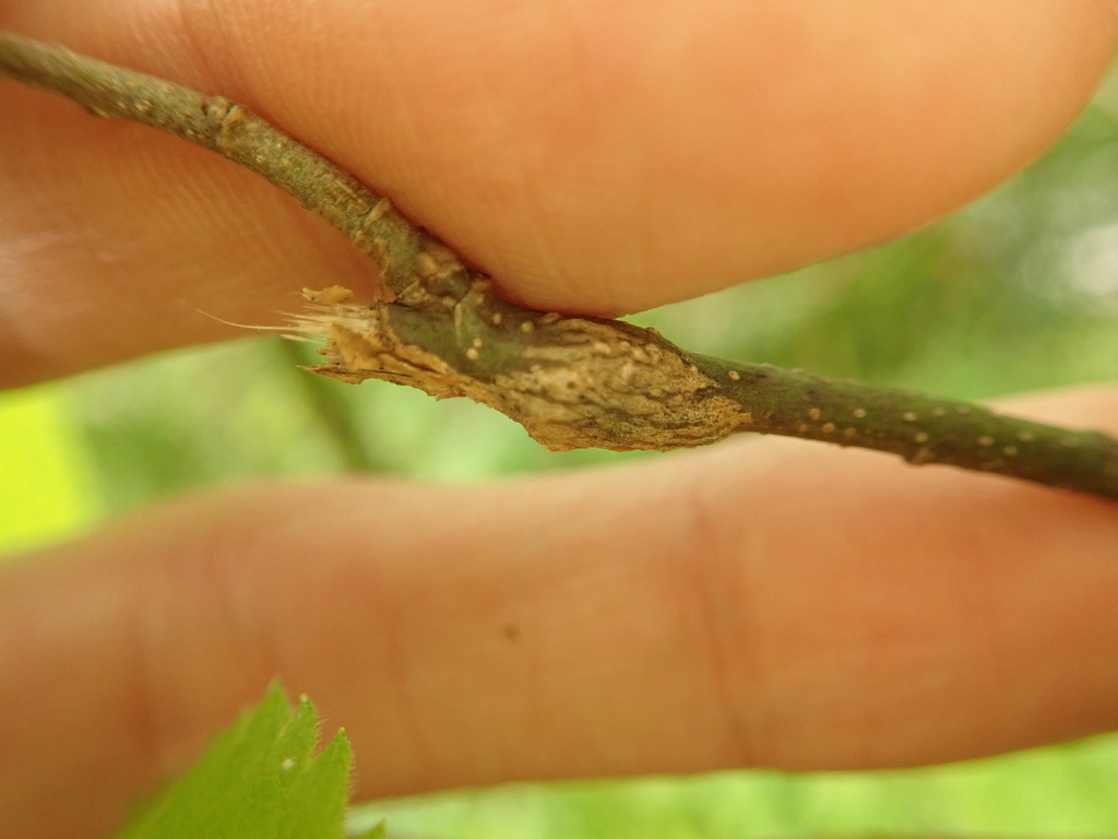 Hackberry Twig Gall Psyllid