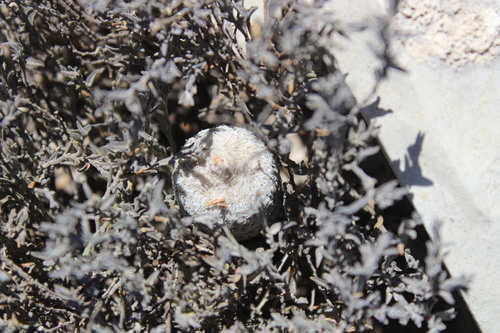 Epithelantha pachyrhiza