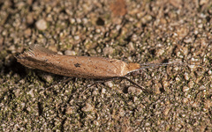 Ypsolopha ochrella