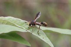 Physocephala marginata