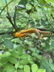 Phragmidium rosae-multiflorae