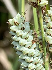 Carex verrucosa image