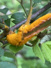 Phragmidium rosae-multiflorae