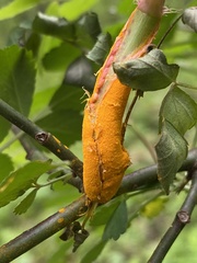 Phragmidium rosae-multiflorae