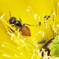 Macrotera
