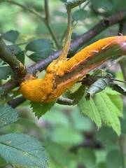 Phragmidium rosae-multiflorae