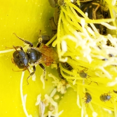 Macrotera