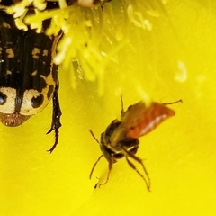 Macrotera