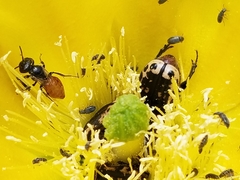 Macrotera
