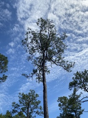 Pinus elliottii elliottii