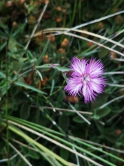 Dianthus chinensis