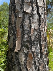 Pinus elliottii elliottii