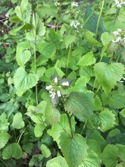 Alliaria petiolata