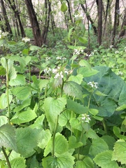 Alliaria petiolata
