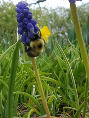 Bombus bimaculatus