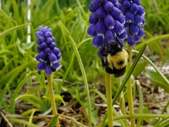 Bombus bimaculatus