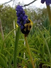 Bombus bimaculatus