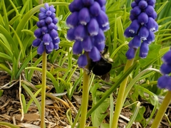 Bombus bimaculatus