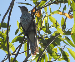 Cacomantis variolosus
