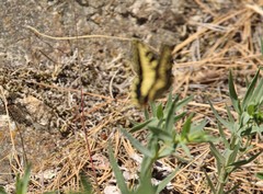 Papilio machaon oregonius