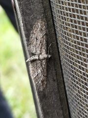 Eupithecia oxycedrata