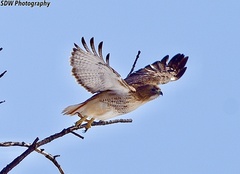 Buteo jamaicensis