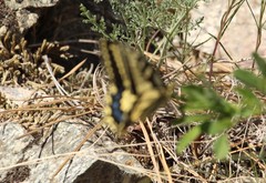 Papilio machaon oregonius