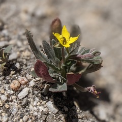 Camissoniopsis confusa