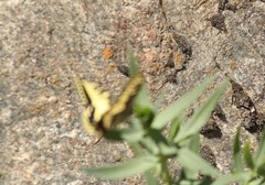 Papilio machaon oregonius